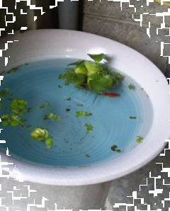 �U�ߗl��