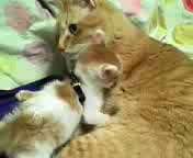 (=^�E^=)