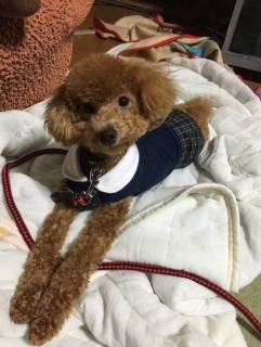���蕞