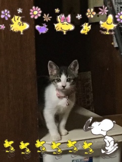 ���e�����