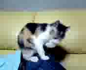 �����C�オ��